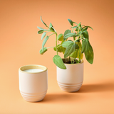 Modern Sprout, Garden Vibes Candle/Planter 2-in-1, Golden Moments, Sage, Confete Party