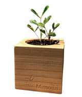 Gift-ready Sprigbox Mimosa Grow Kit for growing mimosa flowers from seed with an easy all-in-one planting kit.