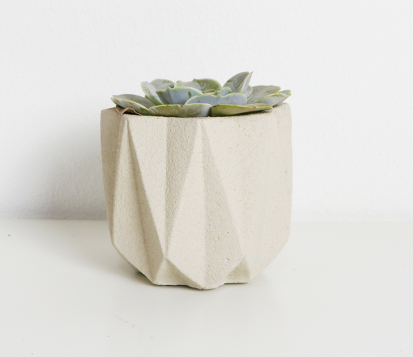 succulent in ceramic pot, housewarming gift, real estate client gift, new home gift