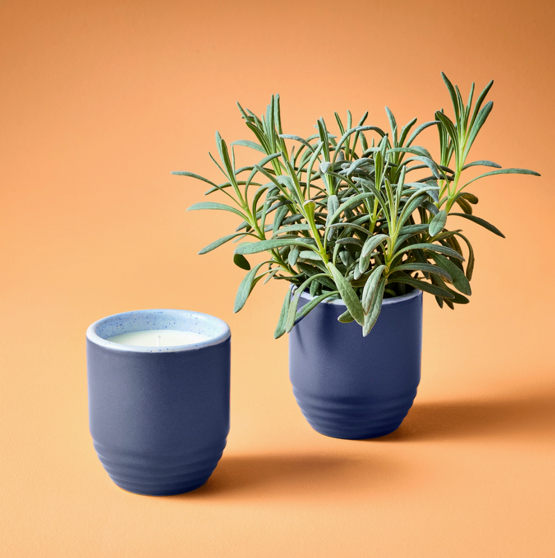 Modern Sprout, Candle and Planter 2-in-1, Violet Hour, Lavender, Confete Party