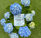 Goodio Chocolate - Caramelized Coconut