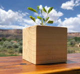 DIY Sprigbox Mimosa Grow Kit featuring a complete planting kit for growing beautiful mimosa flowers at home.